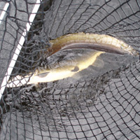 Image link, two fish in a net
