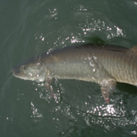 Image link, a fish being released back into the water
